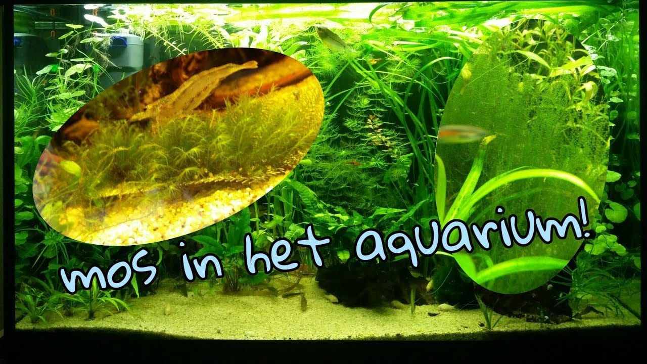 Mos in het aquarium 8