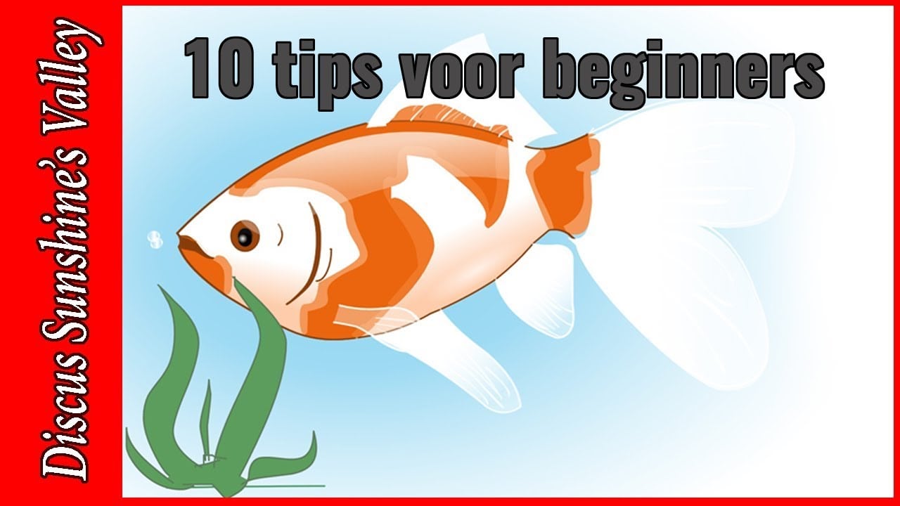 Top 10 tips voor beginners 2
