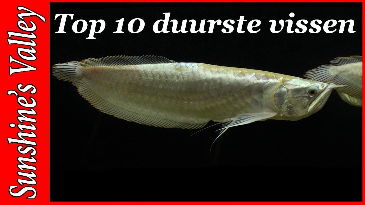 Top 10 duurste aquariumvissen 3