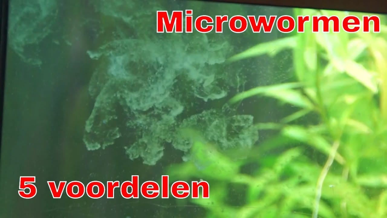 Microwormen 12